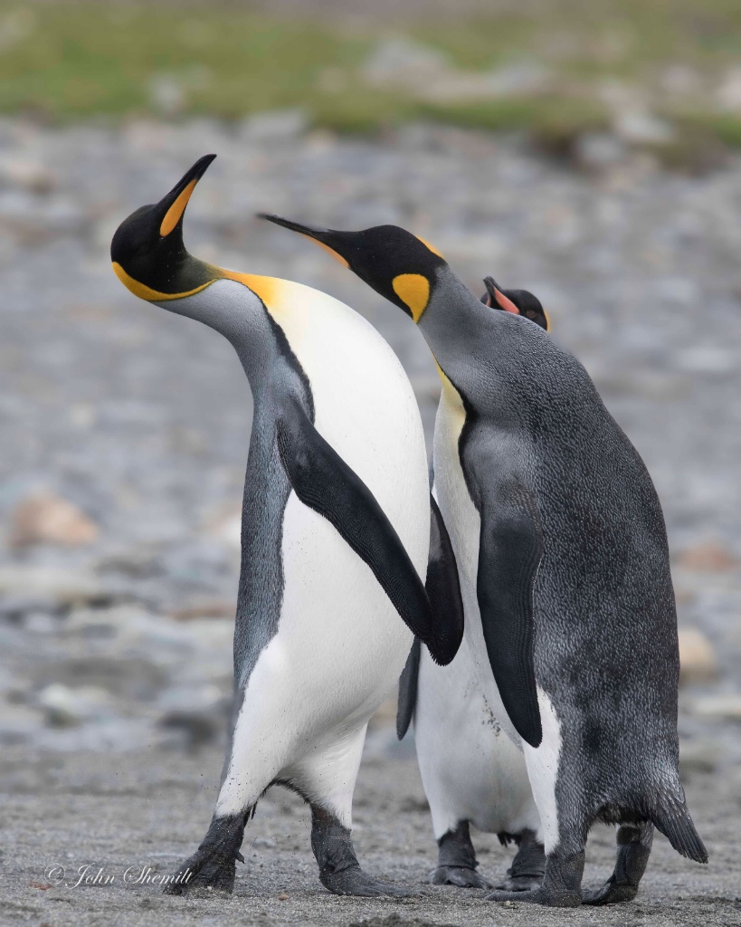 King Penguin - Apr 3rd, 2018 - ID: 15640082 © John Shemilt