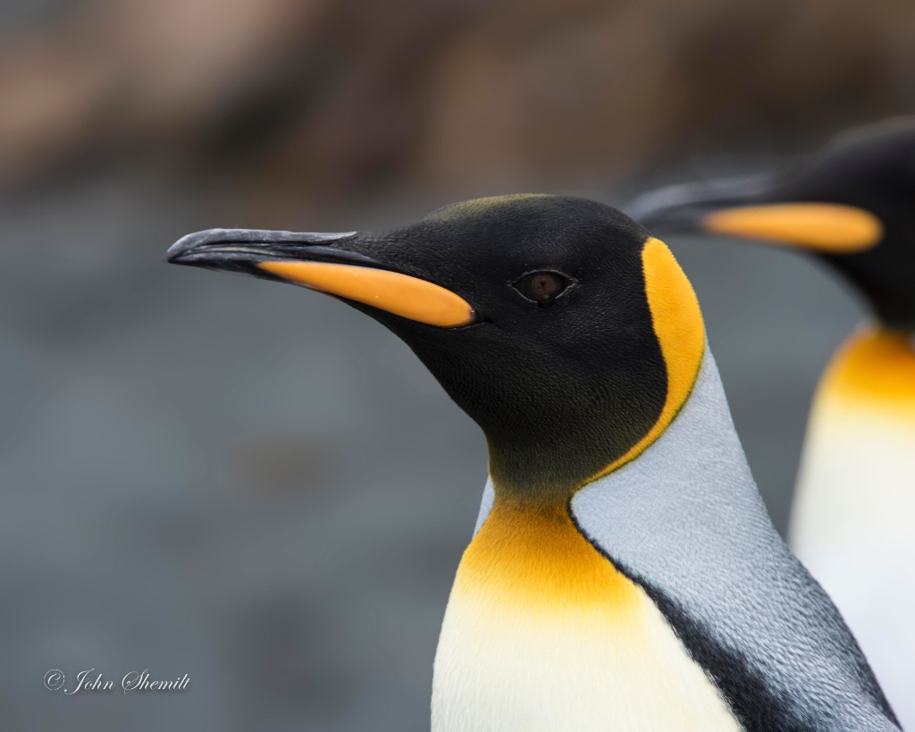 King Penguin - Feb 15th, 2017 - ID: 15640085 © John Shemilt