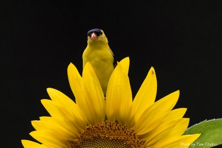 Backyard Gold Finch