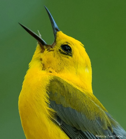 Backyard Singer