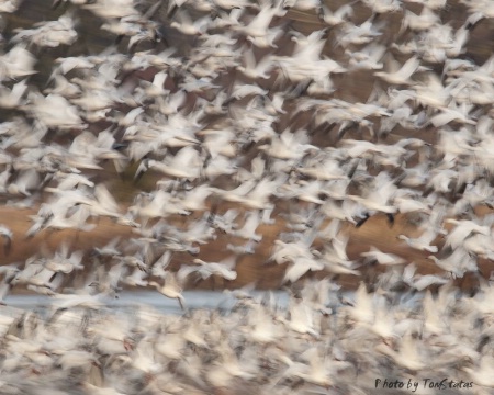 Blur of the Snow Geese 2
