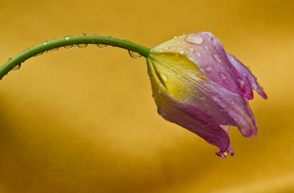 Close-up Tulip in the Rain