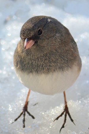 Backyard Junco