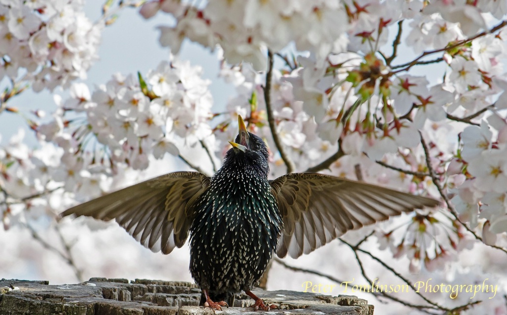 Starling and Cherry Blossoms