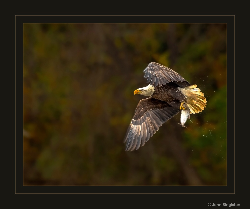 Afternoon Snack - ID: 15640483 © John Singleton