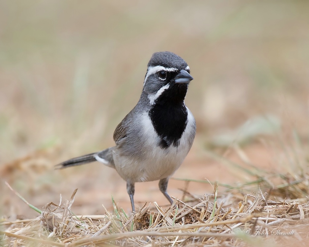 Black-throated Sparrow - May 10th, 2011 - ID: 15640595 © John Shemilt