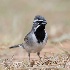 © John Shemilt PhotoID# 15640595: Black-throated Sparrow - May 10th, 2011