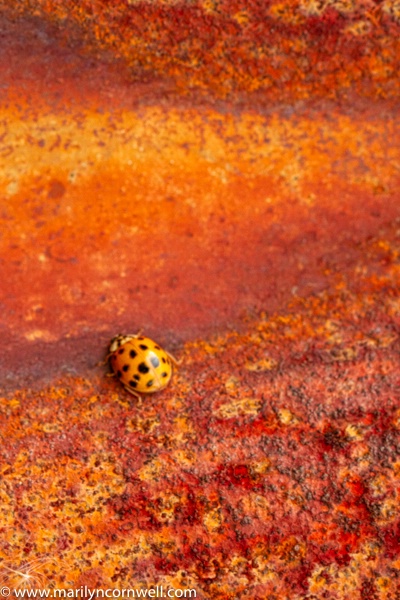Ladybug and Rust - II - ID: 15640605 © Marilyn Cornwell