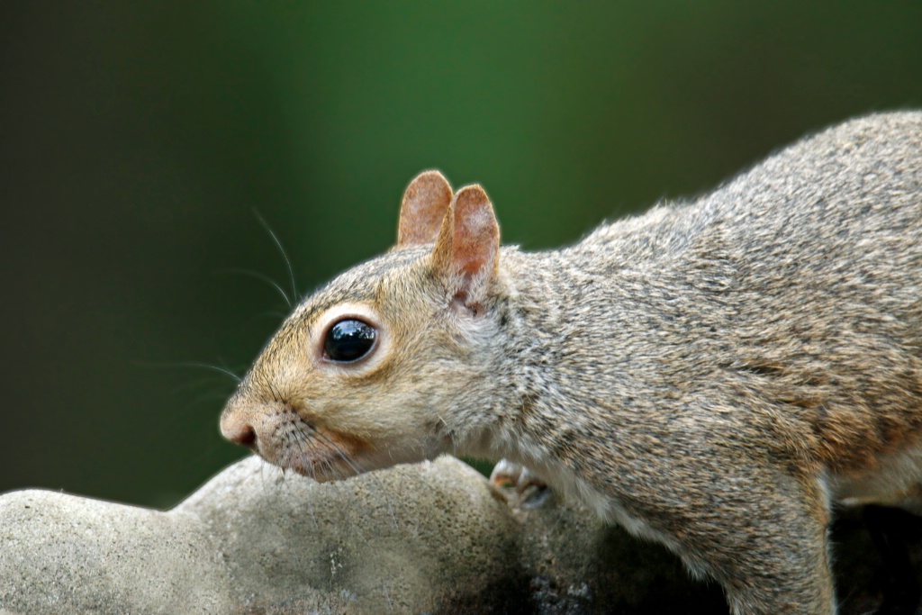 Thirsty Squirrel - ID: 15640723 © Rhonda Maurer