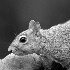 2Thirsty Squirrel - ID: 15640723 © Rhonda Maurer