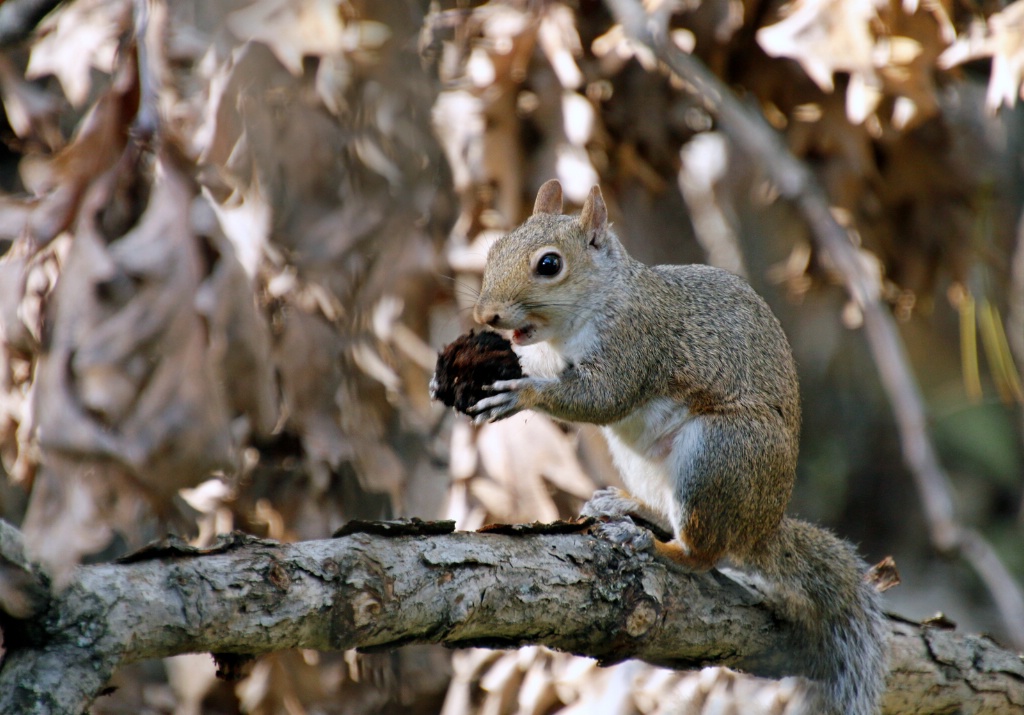 Hungry Squirrel - ID: 15640724 © Rhonda Maurer