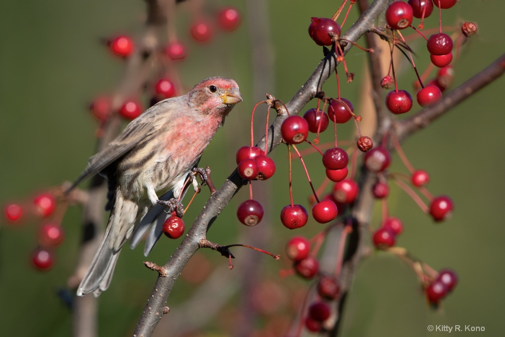 Purple Finch and the Crab Apples - ID: 15640792 © Kitty R. Kono
