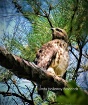 Young Hawk
