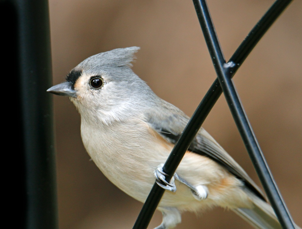 Titmouse at the Crossing
