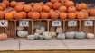PUMPKIN TIME