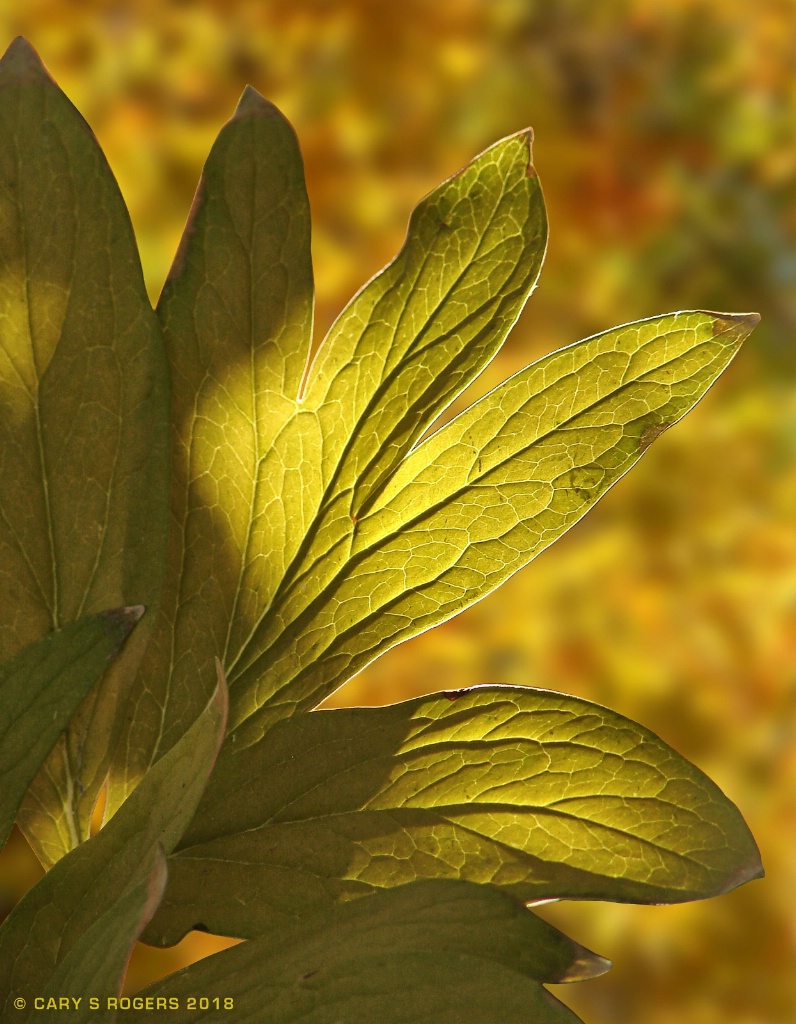 Peony Leaves in Autumn