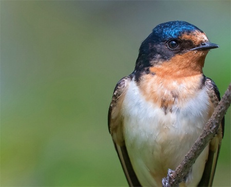 Barn swallow 