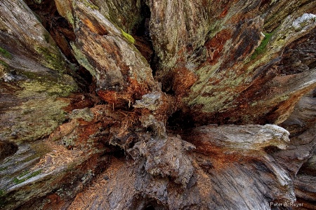 Giant Sequoia