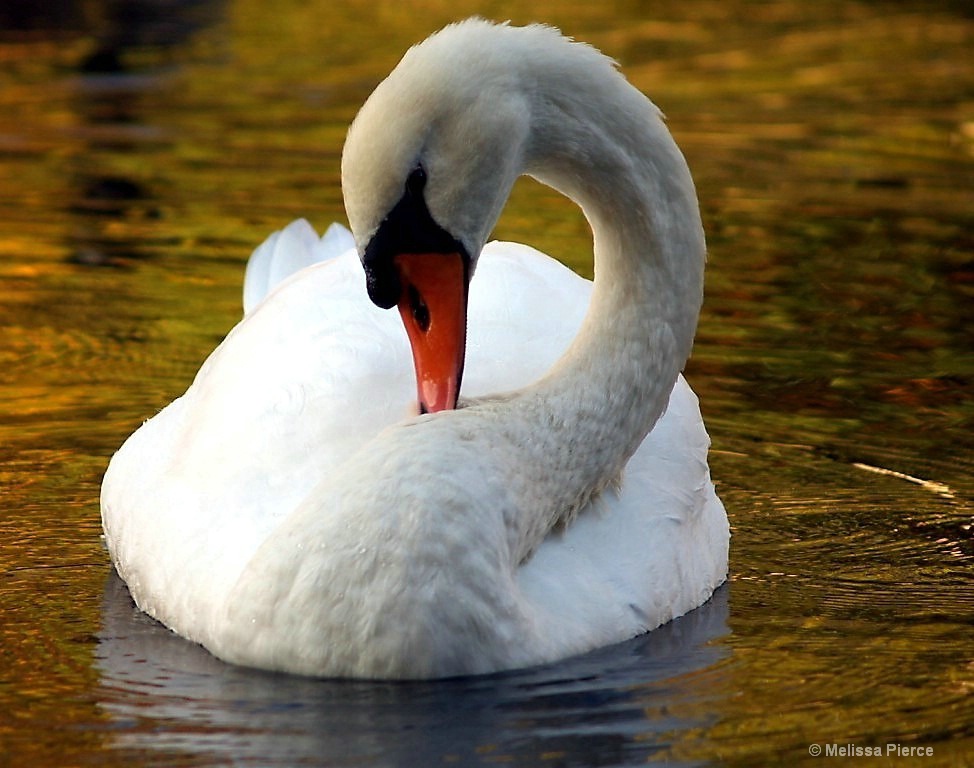 Swan in Fall Waters