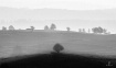Mono Morning