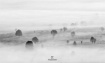 Foggy Scape 