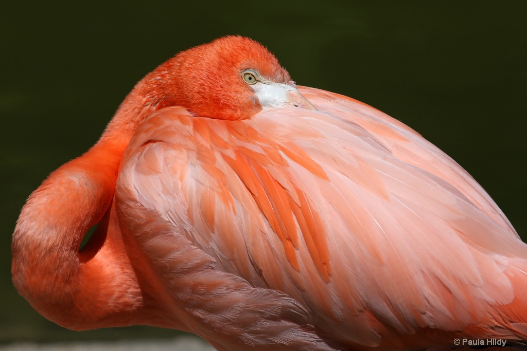 Flamingo - ID: 15641882 © Paula Hildy