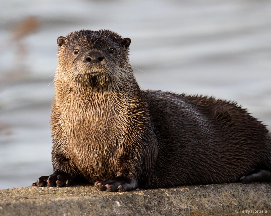 River Otter - ID: 15642453 © Terry Korpela