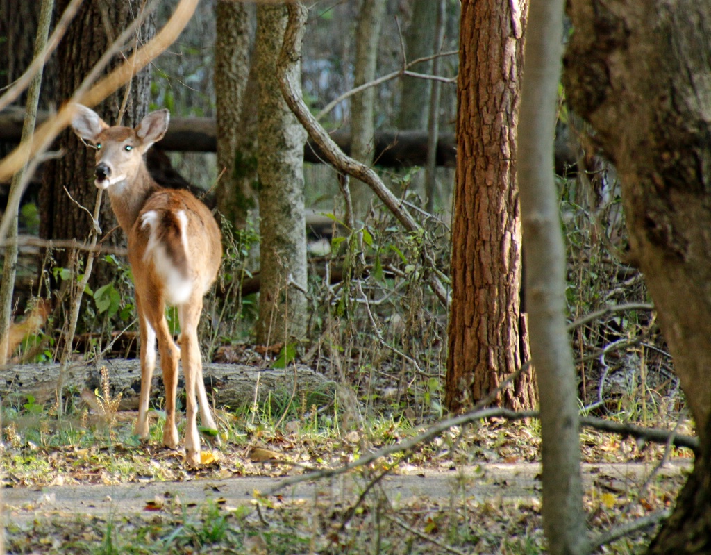 Female Deer - ID: 15642460 © Rhonda Maurer