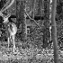2Female Deer - ID: 15642460 © Rhonda Maurer