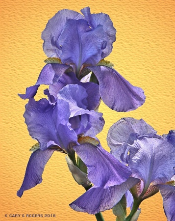 Purple Iris Trio