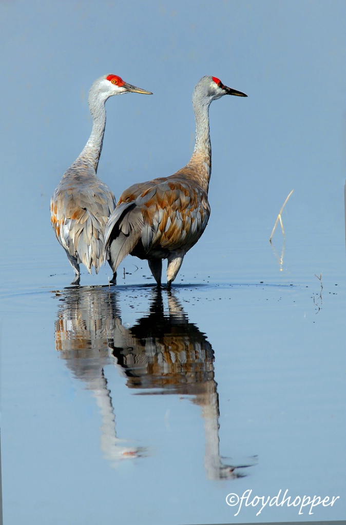 A pair of sand hill cranes