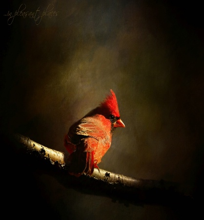 Cardinal Light