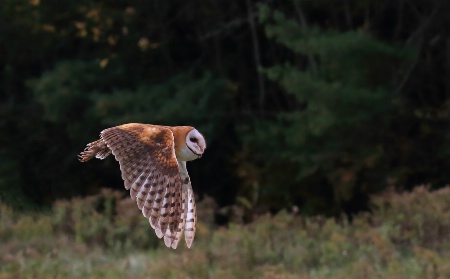 Barn owl in Flight