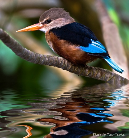 Backyard Kingfisher
