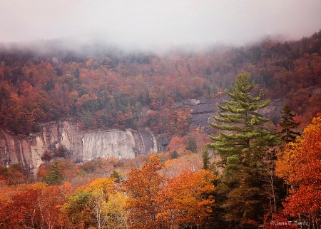 Fog Over the Treetops