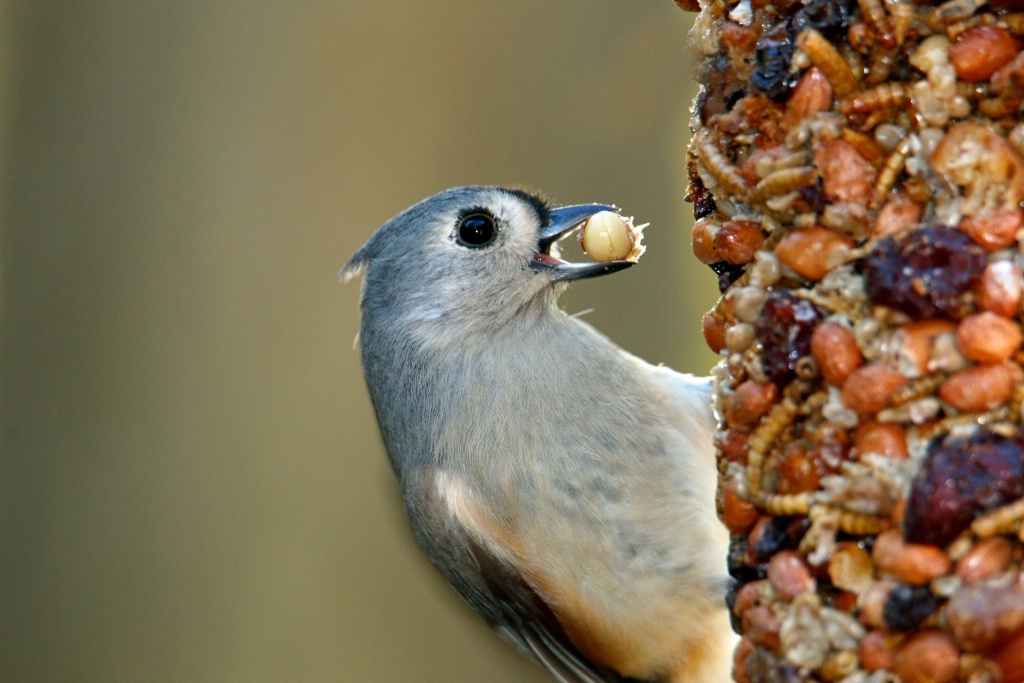 One For The Titmouse - ID: 15643481 © Rhonda Maurer
