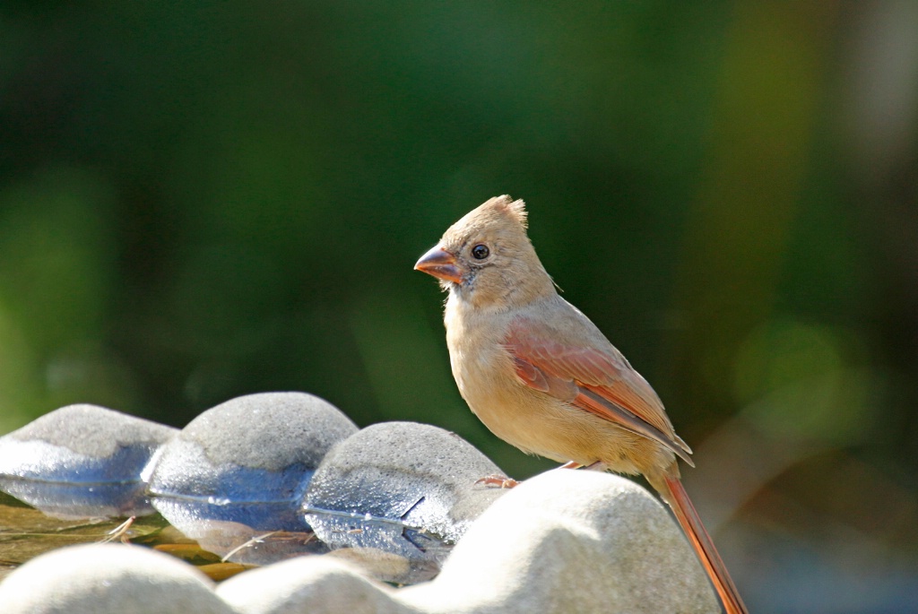 Juvenile Female Cardinal - ID: 15643483 © Rhonda Maurer