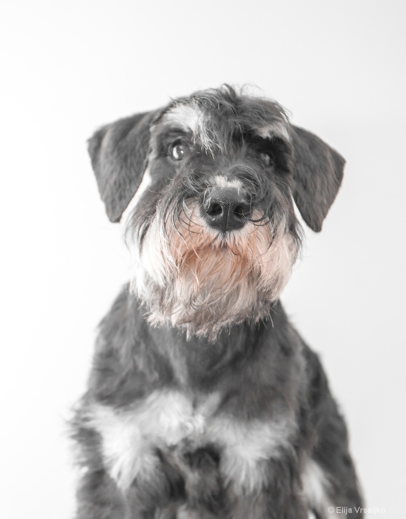 Mini schnauzer portrait