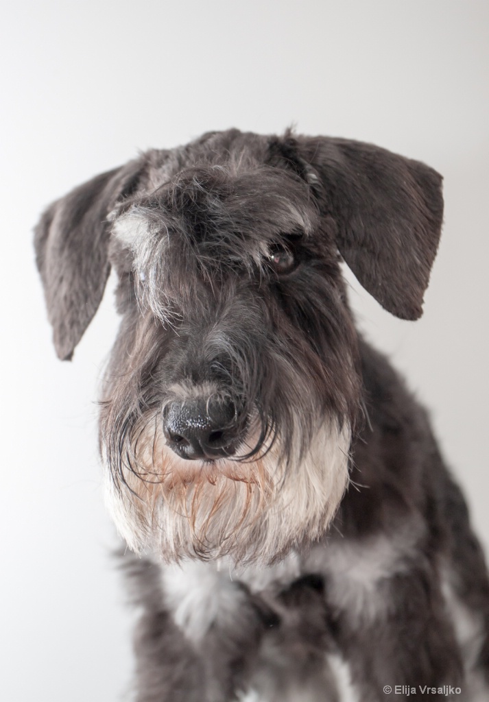 Mini schnauzer portrait