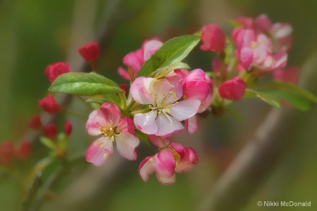 Coralburst