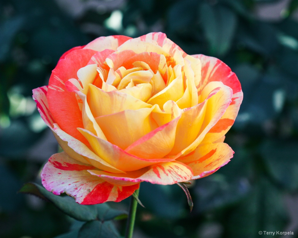 A Nice Rose - ID: 15643575 © Terry Korpela