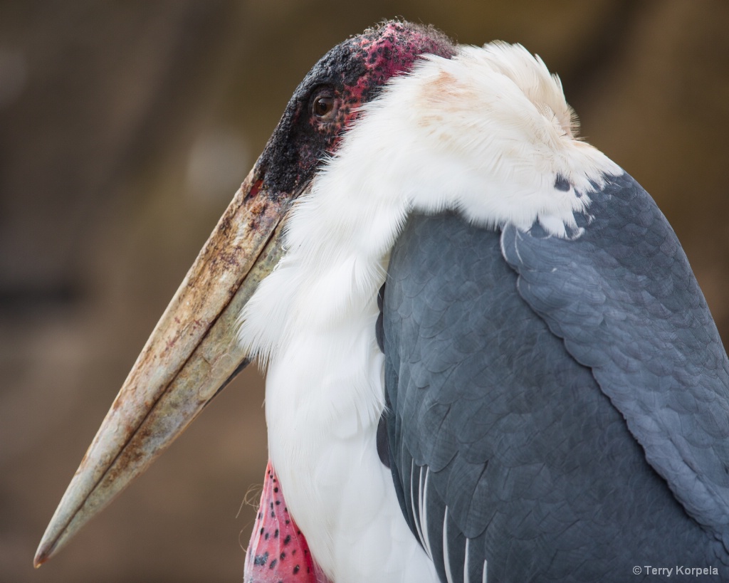 Marabou Stork - ID: 15643577 © Terry Korpela