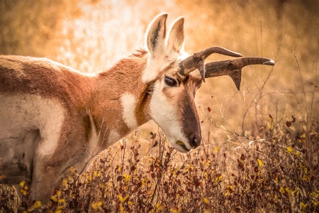 Prong Horn Beauty 