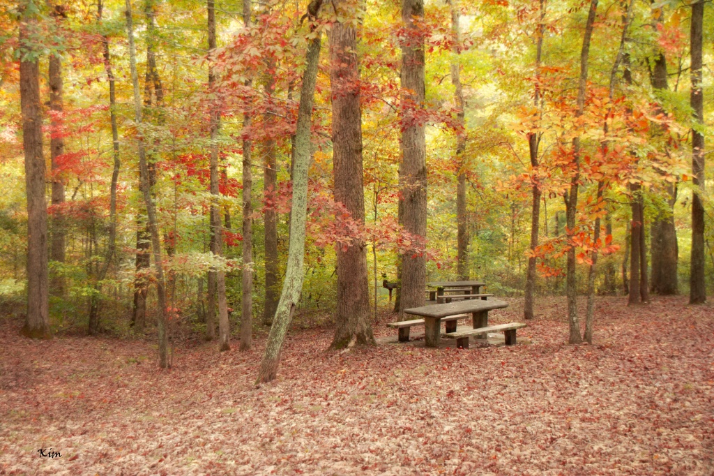 Picnic in the Woods