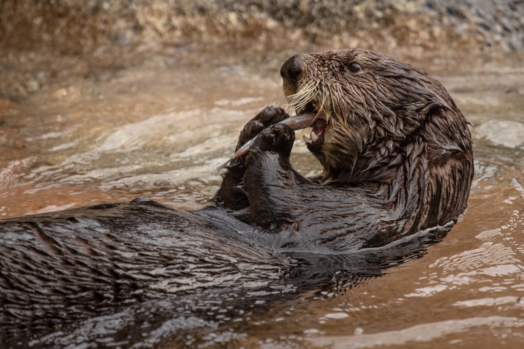 Otter Lunch