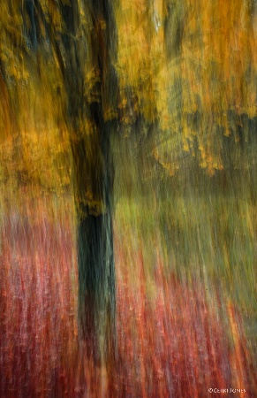 Autumn Tree Abstract