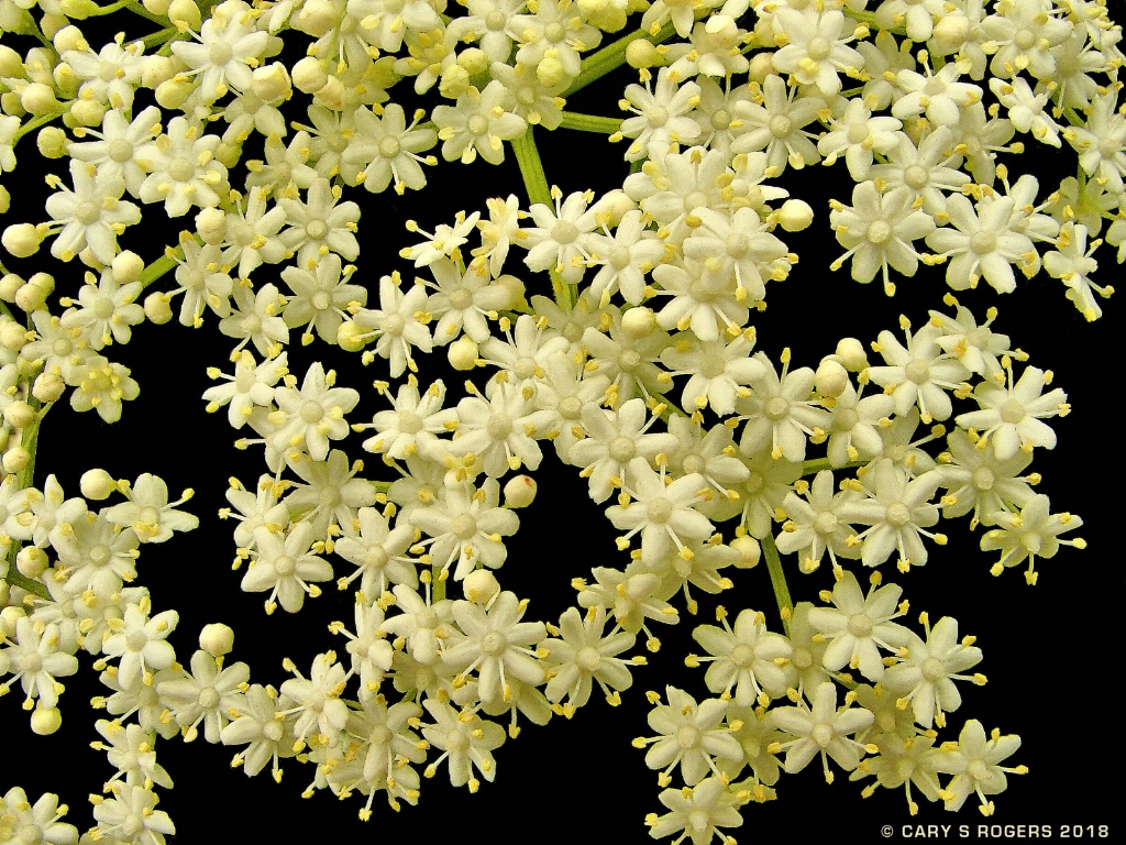 Tiny Elderberry Blossoms