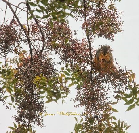 Wet Squirrel