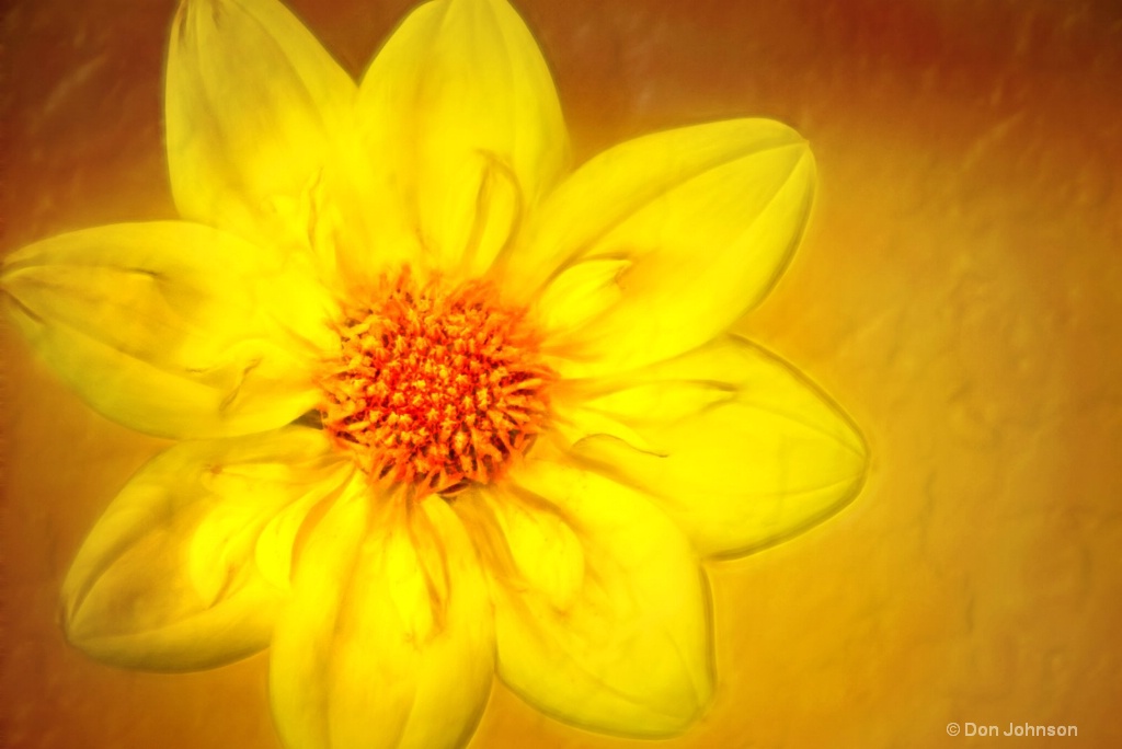 Artistic Yellow Dahlia 6-0 F LR 9-30-18 J085