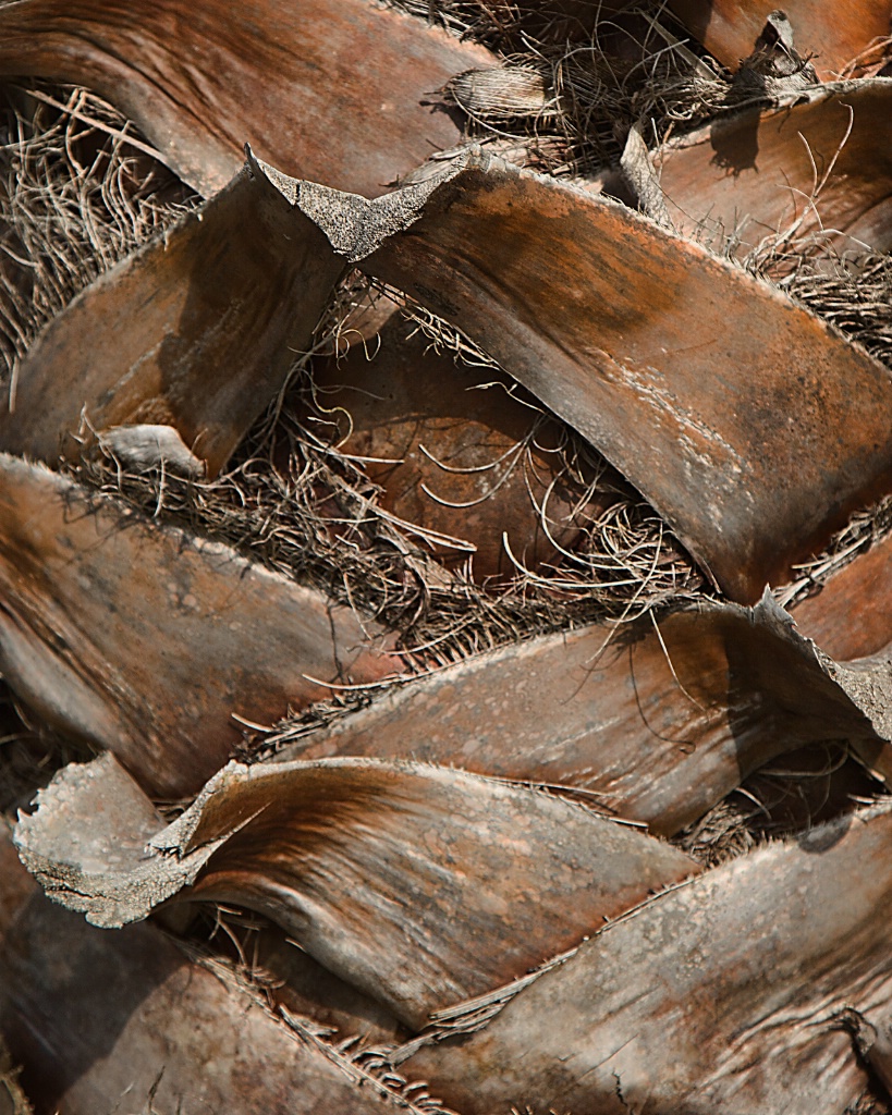 Palm Tree Trunk - ID: 15645321 © Susan Johnson